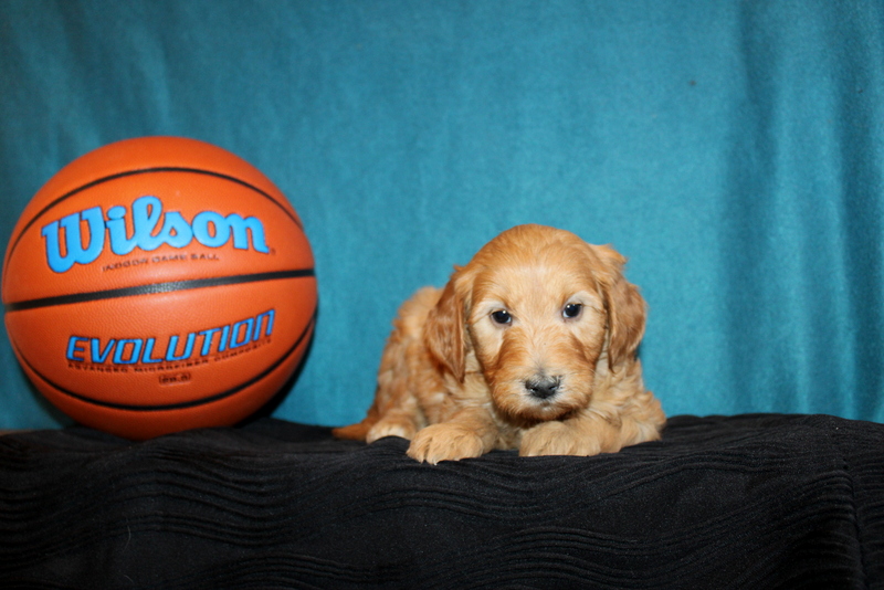 puppy, for, sale, Mini Golden Doodle F1B, Matthew B. Stoltzfus, dog, breeder, Gap, PA, dog-breeder, puppy-for-sale, forsale, nearby, find, puppyfind, locator, puppylocator, aca